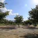 정이품송캠핑장 이미지