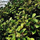 향료와 약용으로 이용되나 맹독성이 있는 붓순나무(Illicium anisatum L.) 이미지