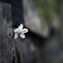바람의연