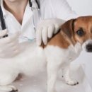 ACE동물병원 이미지