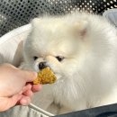 아이두아이두 | 강아지이색간식 치킨세트, 댕댕이김밥까지 아이두아이두