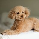 미래펫미용 이미지