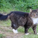 고양이숲 이미지