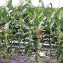 호황농장 이미지