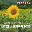 협동조합 마을산책 | 2025 태백해바라기축제 정보 및 후기 개화현황 강원도 여름 가볼만한곳