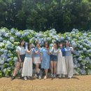 보롬제주 | 제주 수국 축제 🌸 보롬왓 수국 &amp; 메밀밭 후기