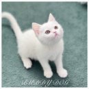 펫앤펫 인천점 강아지분양의 모든것 | 버디독 인천점, 반려동물과의 행복 시작! 인천강아지분양 솔직 후기버디독 인천점