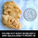 치킨은언제나옳다