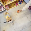 멍냠멍냠 | 평택 안성 스타필드 강아지케이크 멍냠멍냠 재구매 후기