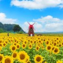 "문은 계속 열려 있는데 지금 놓치면 못 봐요"... 주민 손으로 일군 10만 그루 해바라기 정원 이미지