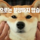 시바견분양.kr 이미지