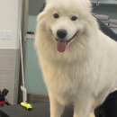 봉이네 애견미용 이미지