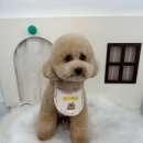 쁘리에숑 이미지