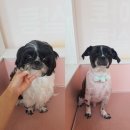 아토 강아지 미용실 이미지