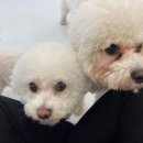 머뭄 애견유치원 이미지