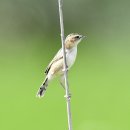 이번 탐조에서도 변함없이 나타난 준 개개비사촌(Zitting cisticola) 이미지