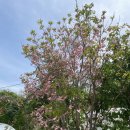 산딸나무(체로키 꽃산딸.미산딸),특수목조경산딸나무 이미지