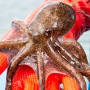 톡톡쭈꾸미 이미지