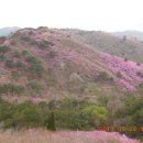 강화도 고려산 진달레축제 이미지