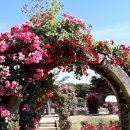 장미원 (산림욕장) 이미지