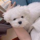 개린이보호구역 | 일상_PSS수술후 한달 차 후기(강정보 산책, 애견동반가능카페 슈얼리, 애견카페개린이보호구역 방문후기)