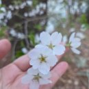 경희 함약국 | 자궁근종수술 후 요일별 회복기. 배 붓기. 출근. 로봇수술 실비보험 신청 서류 접수. 산책. 식단 다욧...