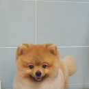 오즈펫살롱 이미지