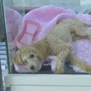 내품안의 반려견 김포점 이미지