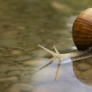 하늘달팽이 이미지