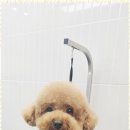 까미애견샵 이미지