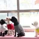 아리엘언니 이미지