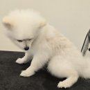 멈머링(mummuring) 이미지