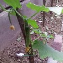 성애농장 이미지