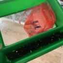 냉이꽃 민박 이미지