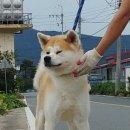 아키타 이미지