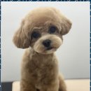 뽀그리독 이미지