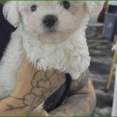 부산강아지분양 드림독 안심분양센터 부산점 이미지