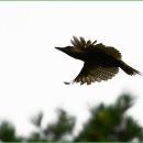 딱따구리 이미지