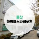 하와이스파레포츠 이미지