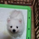 꾸숑 이미지