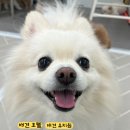 댕스미스 | 댕스미스 대구 애견 호텔과 유치원 믿고 맡기세요!