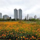 복어대감 이미지