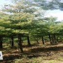 김삿갓면-24 이미지