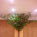 느티나무사우나 이미지