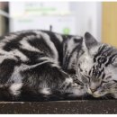 불광동물병원 이미지