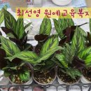 식물그림책작은도서관 이미지