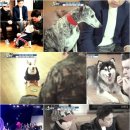 슈퍼독 이미지
