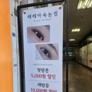 레레아속눈썹