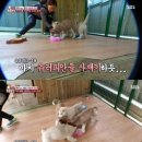 동물농장 이미지