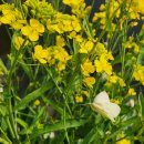 온천천관리사무소 이미지